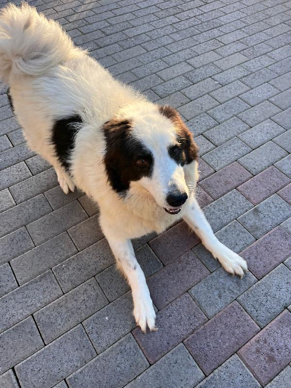 SIMBA MAREMMANO Foto 5